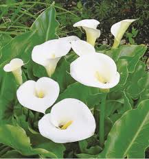 Zantedeschia 'white giant'available from avondale nursery. Zantedeschia Giant White Gardeners Corner The Friendly Gardening Forum