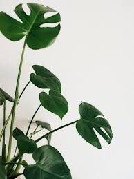 E se non tutte, almeno la loro sentenzia. 500 Monstera Pictures Download Free Images On Unsplash