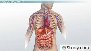 The muscle striations, are they easily visible on the cat as they are in the dissection book or are they procedure: Major Blood Vessels Descending Aorta Thoracic And Abdominal Aorta Video Lesson Transcript Study Com