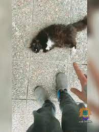 Nueva mascota de Auron