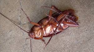 Free shipping and expert advice at domyown.com. Best Cockroach Killers Complete 2020 Guide