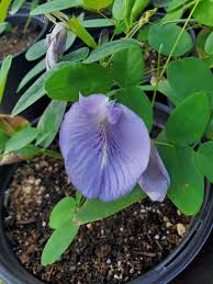 Image result for Clitoria