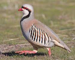 Red Legged Partridge Aves Pajaros