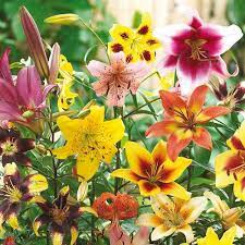 All Summer Lily Mix K Van Bourgondien Summer Lily Flower Landscape Bulb Flowers