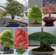 Tamarind (tamarindus indica) is a leguminous tree (family fabaceae) bearing edible fruit that is indigenous to tropical africa. Bonsai Tree Types Bonsai Gardening Bonsai Care Gardening Tips