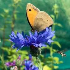 We did not find results for: Wildflowers To Attract Butterflies To Your Garden And Create A Wildlife Area