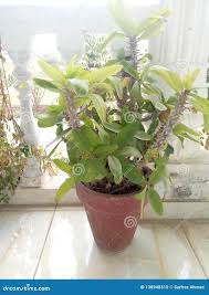 Image result for Euphorbia didiereoides