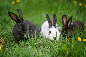 Pet pigs for sale melbourne. Did You Know You Can Adopt Guinea Pigs Rabbits Petbarn