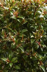 Image result for Eugenia