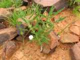 Image result for Monsonia glauca