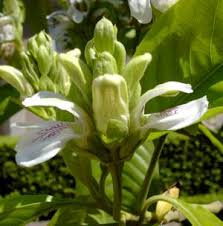 Image result for Justicia stachytarphetoides