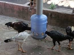 Ketinggian bekas makanan dan minuman juga diselaraskan dengan peringkat pertumbuhan. 13 Bekas Makanan Ideas Bekas Reban Ayam Reban