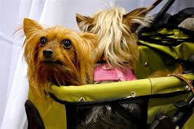 + transporting animals as airline cargo/cargo purchase store. U S Airline Pet Policies A Complete List Of Travel Requirements