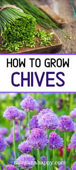 How To Grow Chives Growing Chives Organic Gardening Tips Chives Garden