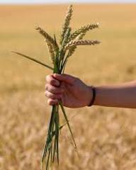 🌾 Vous connaissez la tradition des 7 &eacute;pis de bl&eacute; pour la Saint-Jean ? 🌾 Chaque 24 juin, &agrave; l'occasion de la Saint-Jean, on r&eacute;colte 7 &eacute;pis de bl&eacute; et on les