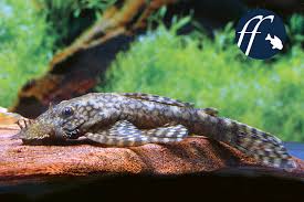 3 x l 144 wels 6 x l 144 wels nacwuchs (ca. Ratselhafte Antennenwelse Der Gattung Ancistrus Aqualog De