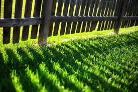 This lawn seed probably is the best grass seed if your priority is speed. Premium Shade Grass Seed For Shade Lawn Uk