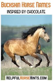 Black And White Horse Names 110 Buckskin Horse Names In 2020 Horse Names Buckskin Horse Horses