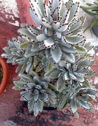 Pin On Flowers And Plants