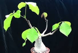 Image result for Pseudobombax