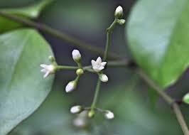 Image result for Strychnos lucens