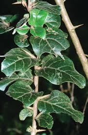 Image result for Scutia