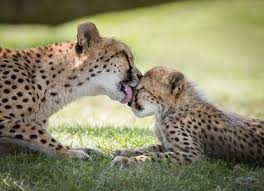 Toronto zoo is a real treat for animal lovers offering tons of excitement and a great learning experience. Toronto Zoo Toronto Arrivalguides Com