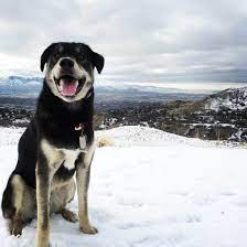 The Best Of Two Breeds A Look Into The Husky Lab Mix K9 Web