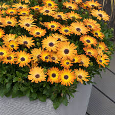Image result for Osteospermum