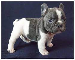 Pin By Bobbi Bowles On Bostons Frenchies Baby Animals Cute Baby Animals French Bulldog Puppies
