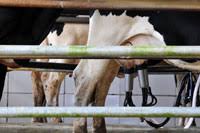 Desa cattle dairy farm is located at the foothills of mount kinabalu in kundasang and took only around 15 minutes from kinabalu pine resort. Desa Dairy Farm Mesilau Highland Kundasang Sabah Attraction