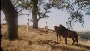 Una melodia suprema il cui scotto è la vita. Uccelli Di Rovo Streaming Ita