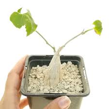 Image result for Kedrostis