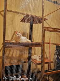 Nak tinggalkan 2 ekor budak nie dalam sangkar sedia ada cam tak patut plak. Diy Sangkar Kucing Projek 2