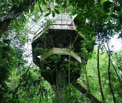 Casa del árbol de los espejos (treehotel). Video Conozca El Paraiso De Las Casas Del Arbol En Costa Rica Conozca Su Canton