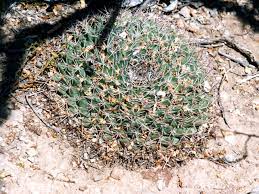 Cactus plants flower under the intense sun. Mammillaria Heyderi Cacti Of Big Bend National Park Texas