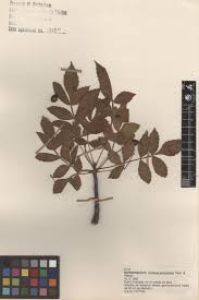 Image result for Burseraceae