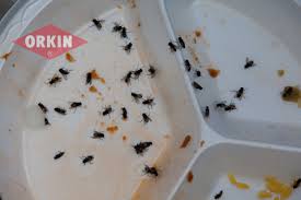 How to control house flies, exclude and kill house flies with professional house fly control insecticides, fly traps, fly lights, fly baits to house flies rest on sunny surfaces in the daytime, and have a tendency to come inside or under eaves at night. What Attracts Flies How To Attract Get Rid Of Flies