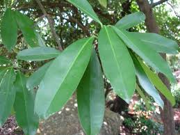 Image result for Pentadesma