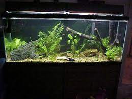 Member Spotlight Butterfly Fish Tank Decorations Fish Tank 10 Gallon Fish Tank