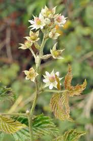 Image result for Rubus pinnatus