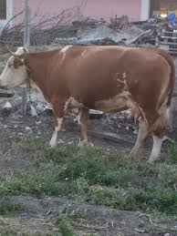 Animale domestice si pasari » vaci. Vaca De Vanzare Home Facebook