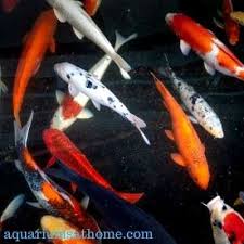 There is a white milky sudsy type film on the top of the pond. Do Koi Fish Get Along With Goldfish