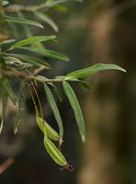 Image result for Angraecum conchiferum