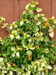 Image result for Dolichos angustifolius