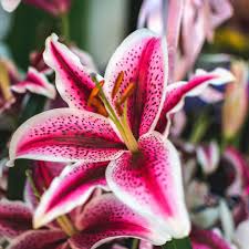 We did not find results for: Fragrant Red Oriental Lily Bulbs For Sale Online Stargazer Easy To Grow Bulbs