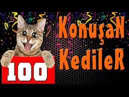 Talking Cats 66 Funny Cat Videos Funny Kittens 66 Youtube