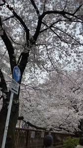  350 Scenery At Japan Ideas In 2021 Jepun Pelancongan Japan Travel