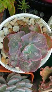 Echeveria Bumps Echeveria Succulents Plants