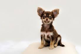 Chihuahuas can be divided into different types based on their head size and coat kind. Apple Head Chihuahua Care Information And Other Facts